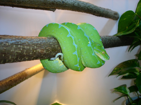  Morelia viridis ID = 