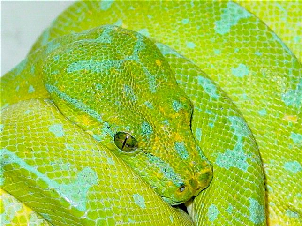  Sorong Morelia Viridis ID = 