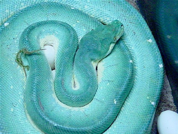  Sorong Morelia Viridis ID = 