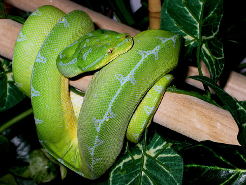  Morelia viridis Sorong M ID = 