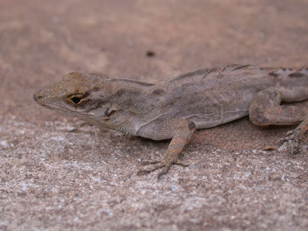  Anolis sagrei ID = 