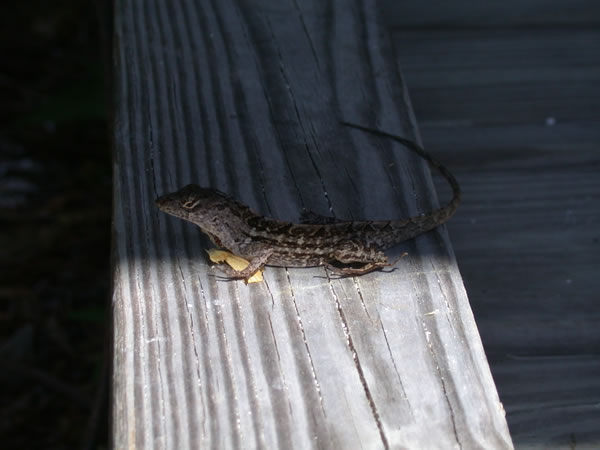  Anolis sagrei ID = 