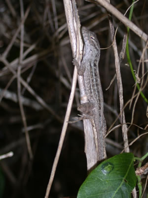  Anolis sagrei ID = 