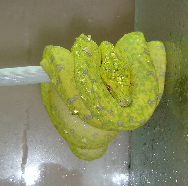  Morelia Viridis Yapen ID = 