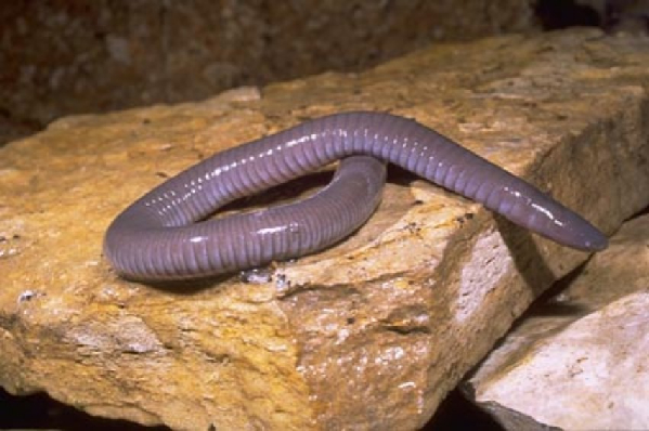  Dermophis mexicanus ID = 