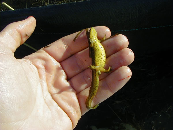  Notophthalmus viridescens viridescens ID = 