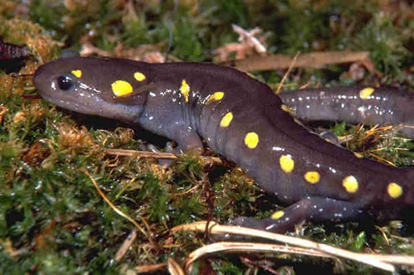  Ambystoma maculatum ID = 