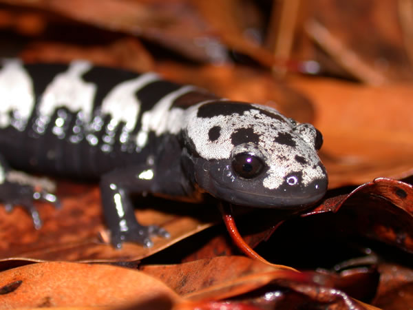  Ambystoma opacum ID = 