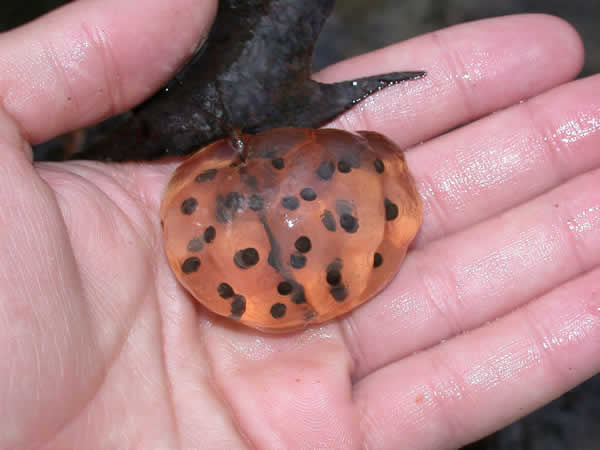  Ambystoma maculatum ID = 