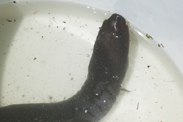  Amphiuma tridactylum ID = 