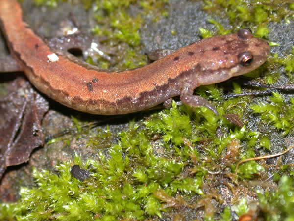  Desmognathus orestes ID = 