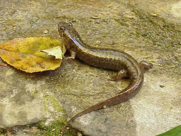  Desmognathus quadramaculatus ID = 