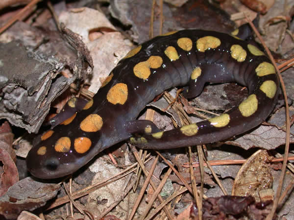  Ambystoma maculatum ID = 