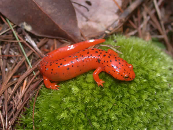  Pseudotriton ruber schencki ID = 