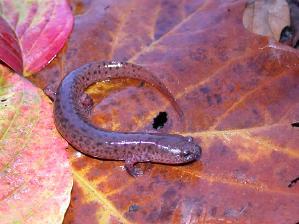  Pseudotriton ruber vioscai ID = 