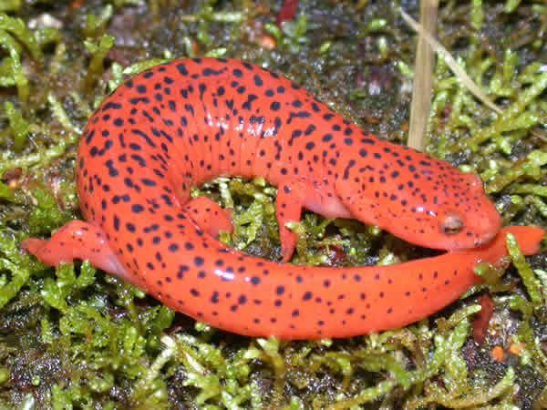  Pseudotriton ruber nitiddus ID = 