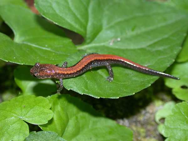  Plethodon cinereus ID = 