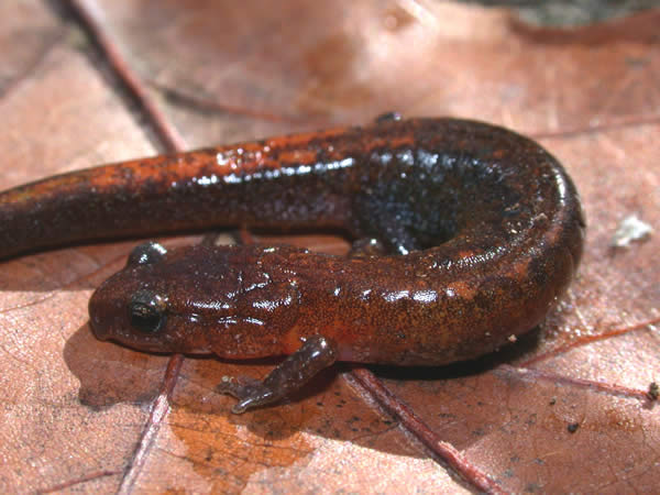  Plethodon websteri ID = 