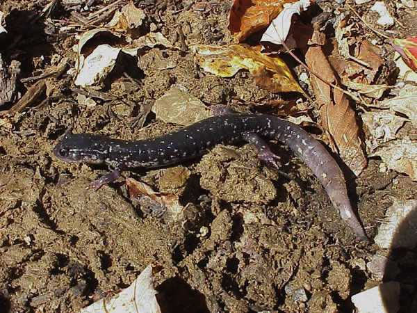  Plethodon glutinosus ID = 