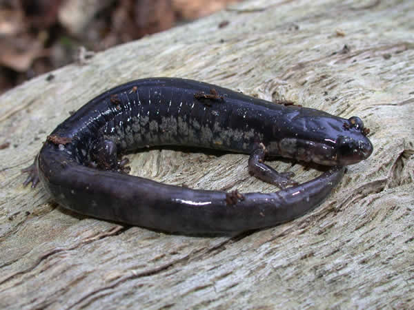  Plethodon chlorobryonis ID = 