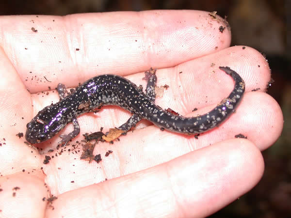  Plethodon variolatus ID = 