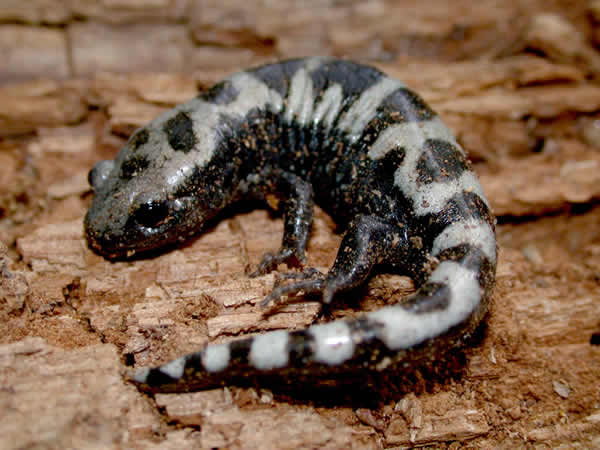  Ambystoma opacum ID = 