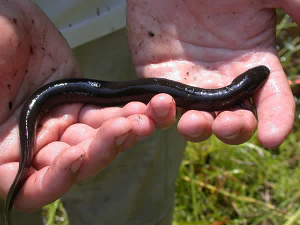  Siren lacertina ID = 