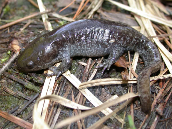  Ambystoma talpoidium ID = 