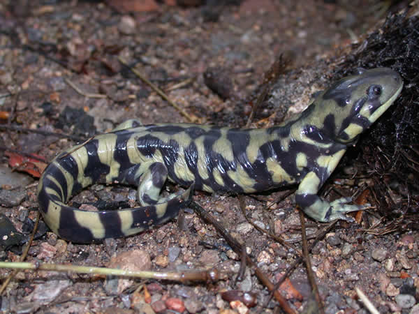  Ambystoma tigrinum mavortium ID = 