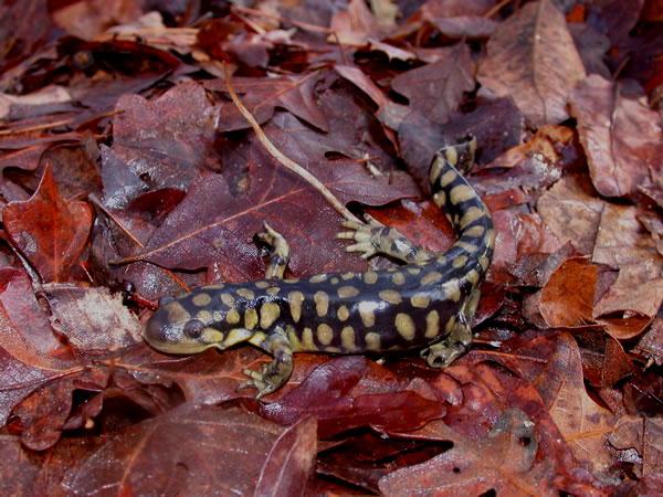  Ambystoma tigrinum tigrinum ID = 