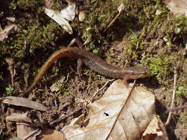  Desmognathus fuscus ID = 