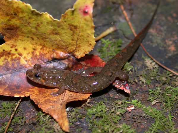  Desmognathus ocoee ID = 