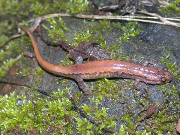  Desmognathus orestes ID = 