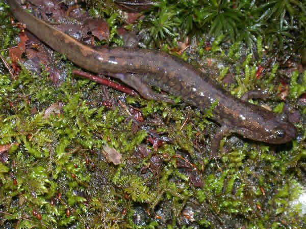  Desmognathus quadramaculatus ID = 