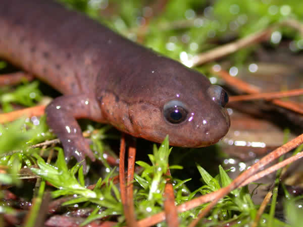  Pseudotriton montanus montanus ID = 