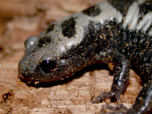  Ambystoma opacum ID = 