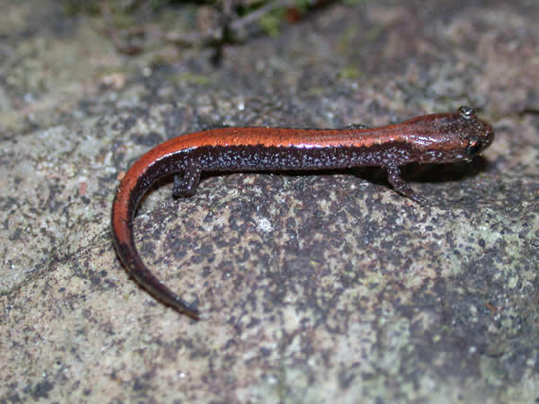  Plethodon cinereus ID = 