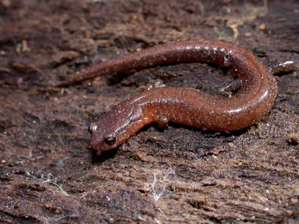  Plethodon websteri ID = 