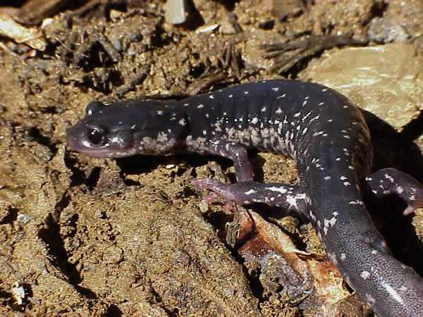  Plethodon glutinosus ID = 