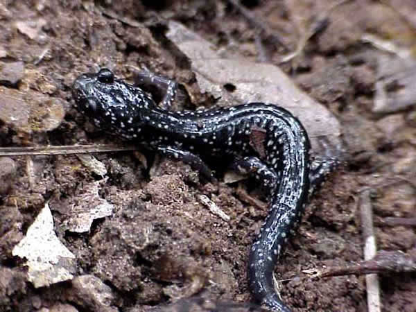  Plethodon cylindraceus ID = 