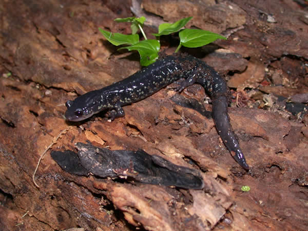  Plethodon chlorobryonis ID = 