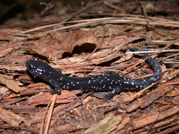  Plethodon ocmulgee ID = 