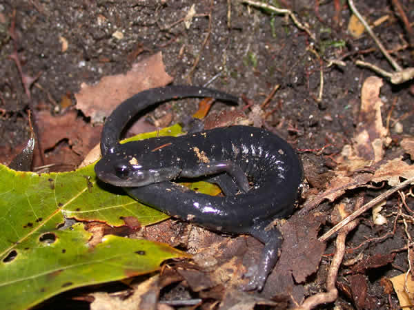  Plethodon teyahalee ID = 