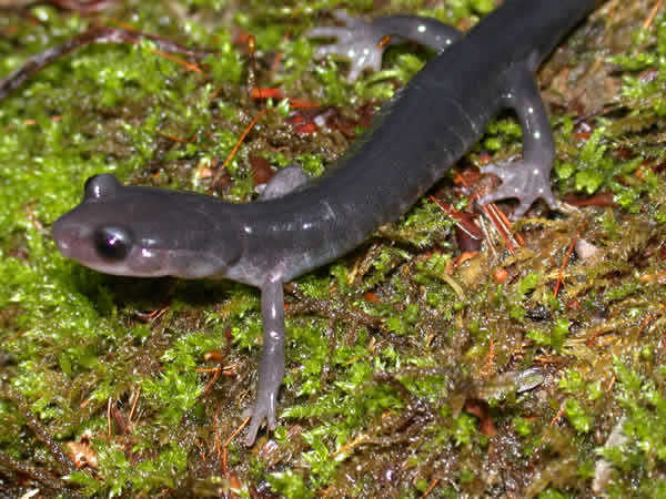  Plethodon jordani ID = 