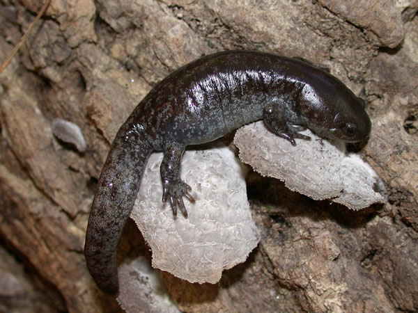  Ambystoma talpoidium ID = 