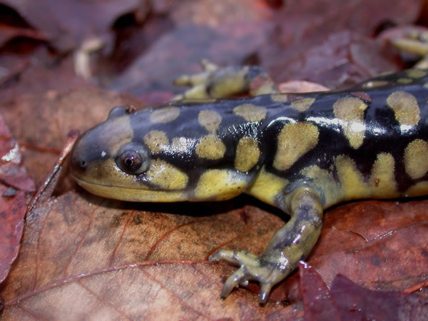  Ambystoma tigrinum tigrinum ID = 