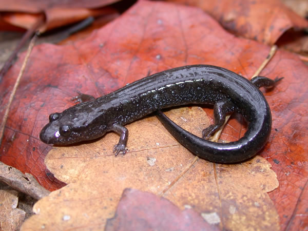  Desmognathus auriculatus ID = 