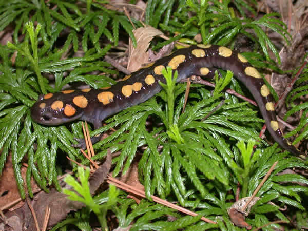  Ambystoma maculatum ID = 