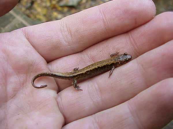  Desmognathus orestes ID = 