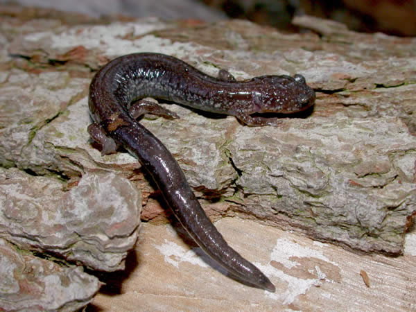  Plethodon cinereus ID = 